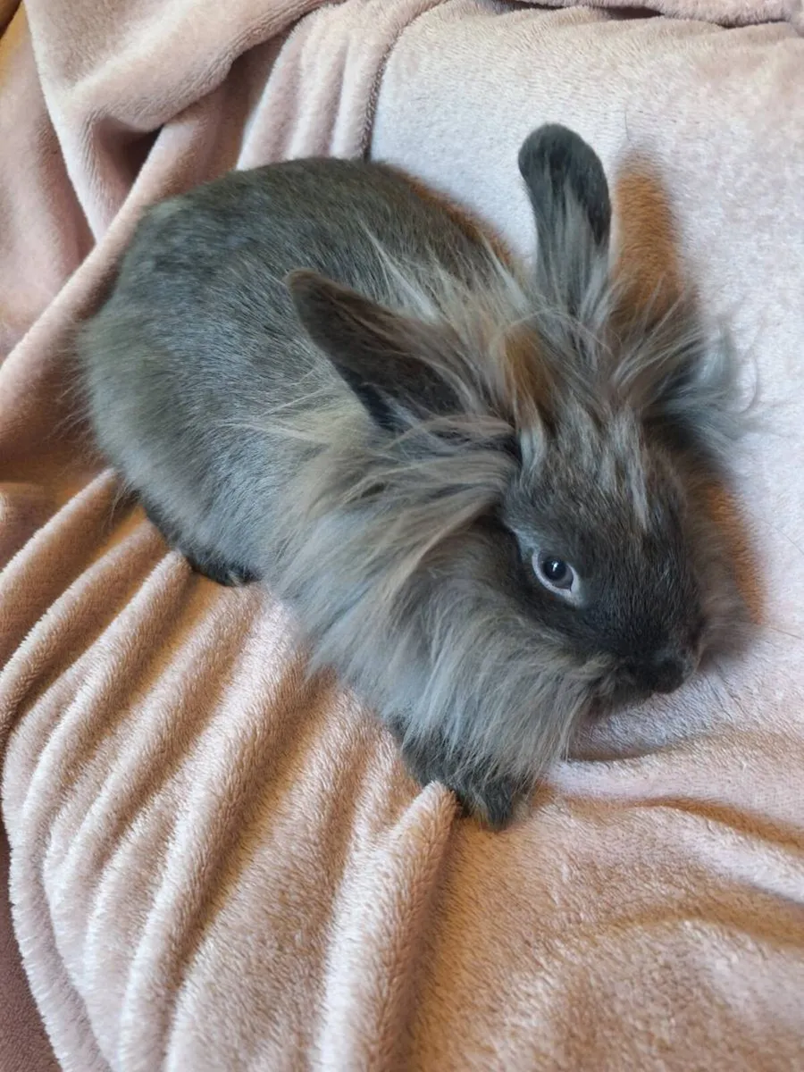 Rabbit - Image 4