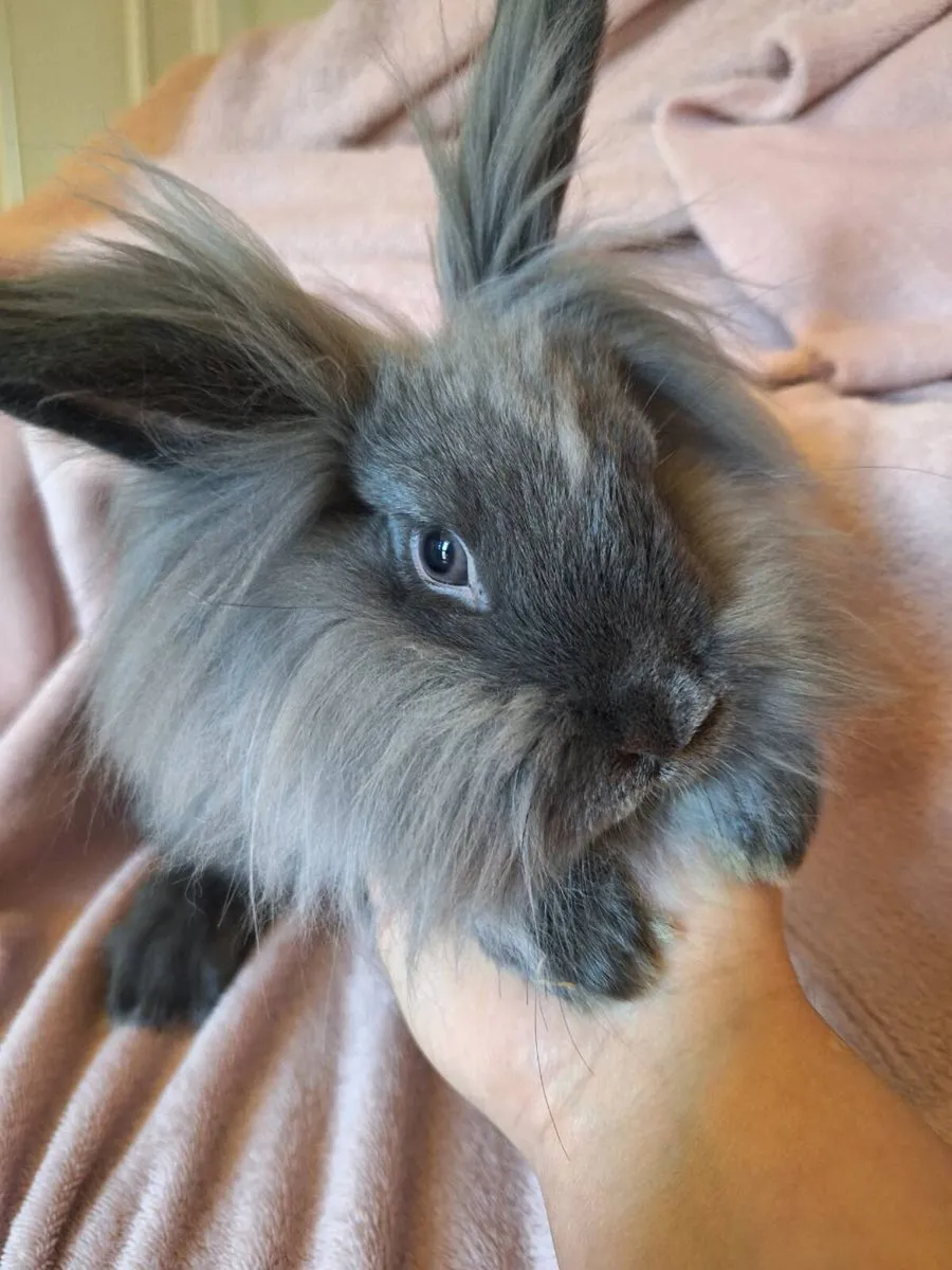 Rabbit - Image 2