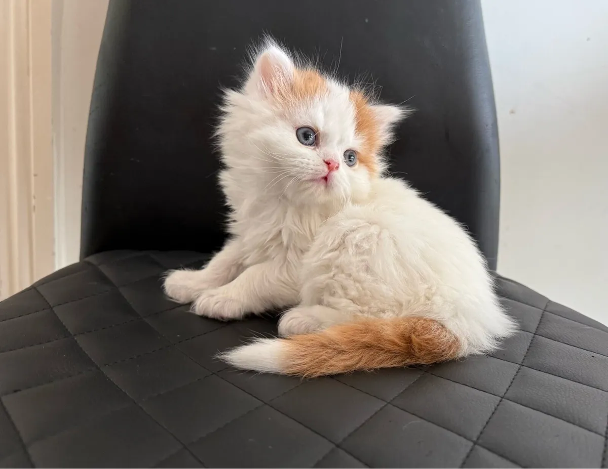 Scottish kitten - Image 1