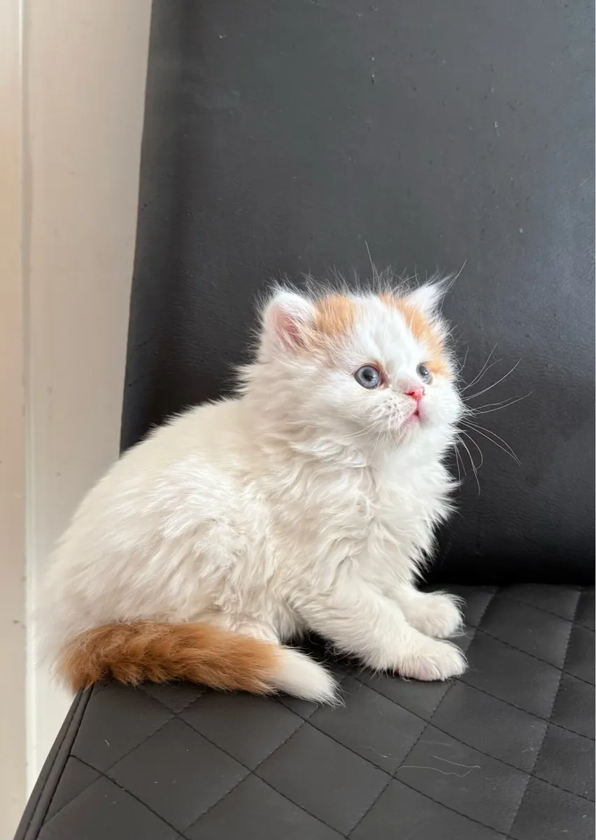 Scottish kitten - Image 3