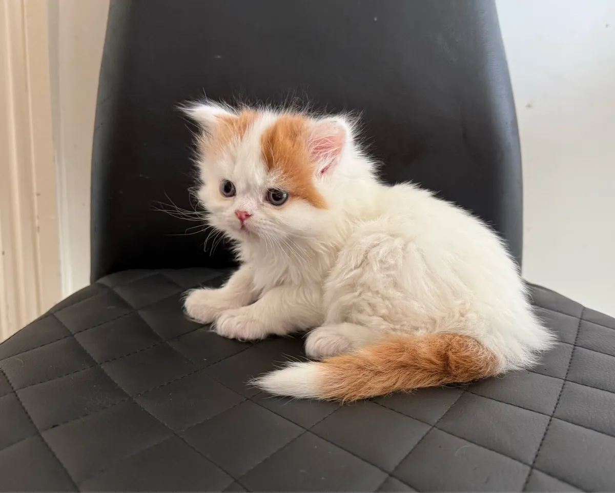 Scottish kitten - Image 2