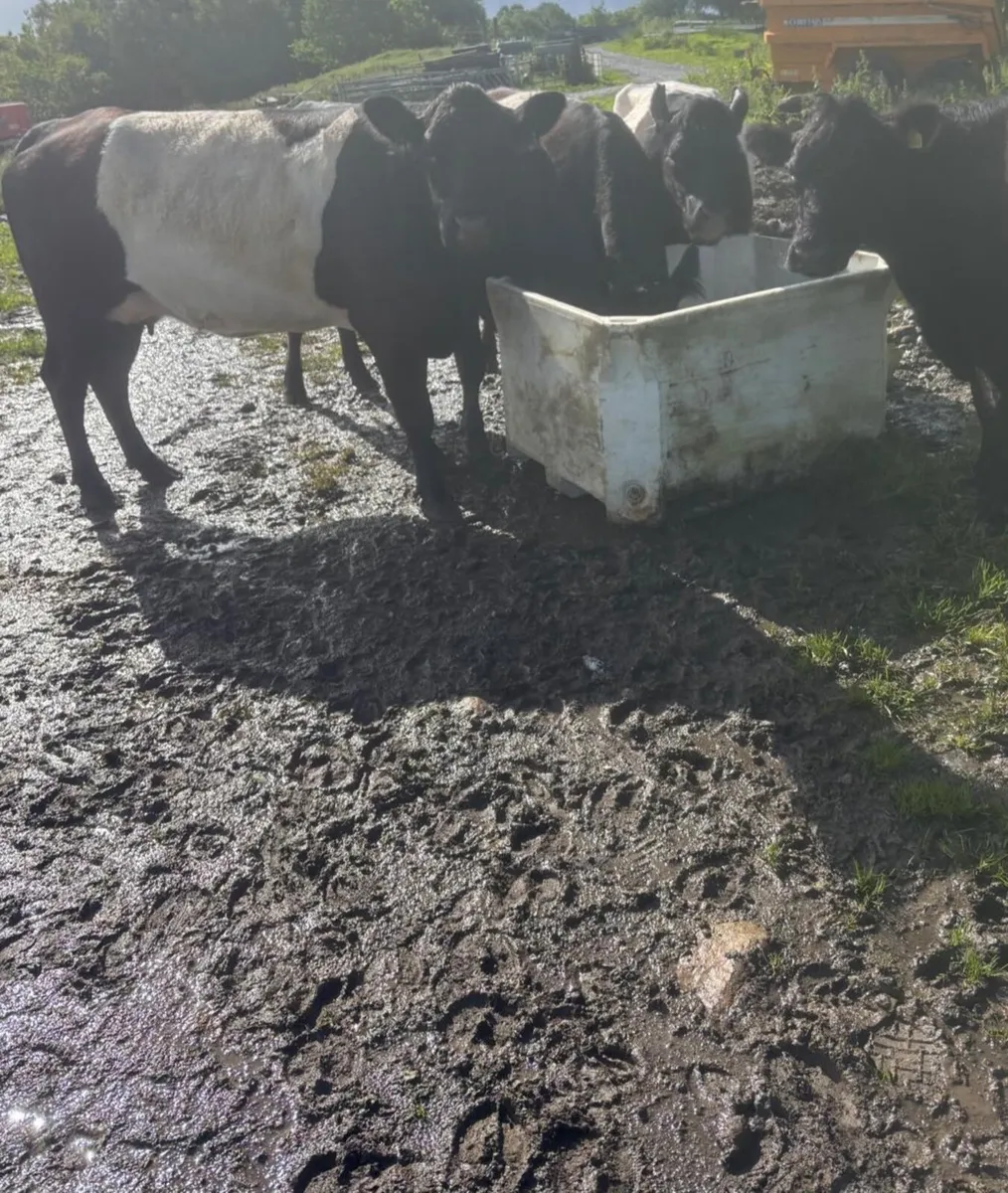 Galloway cows with calves - Image 3
