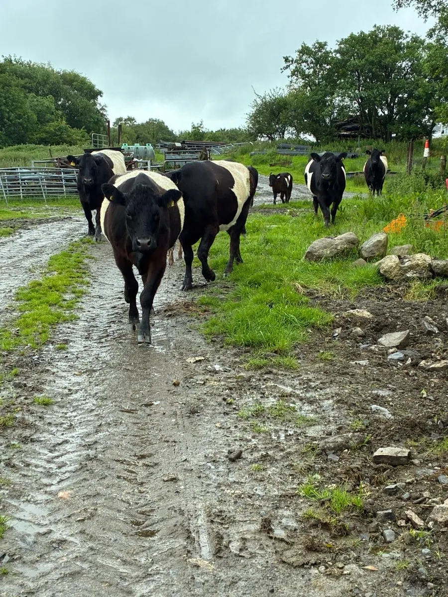 Galloway cows with calves - Image 1