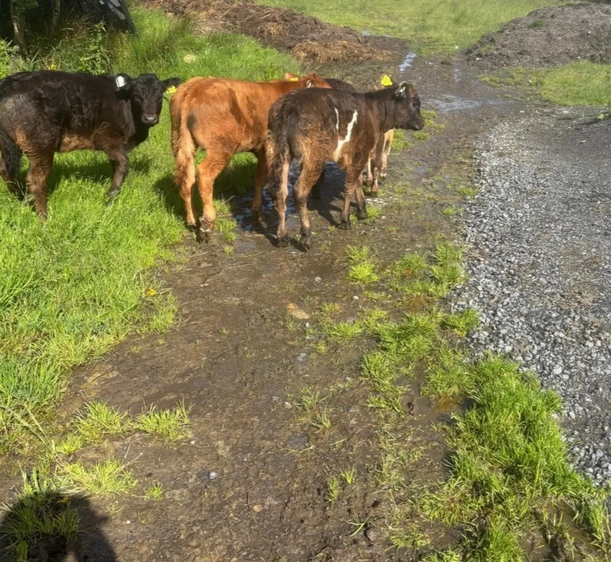 Galloway cows with calves - Image 2