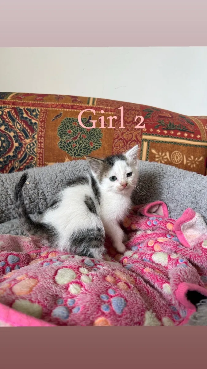 Kittens for sale - Image 3
