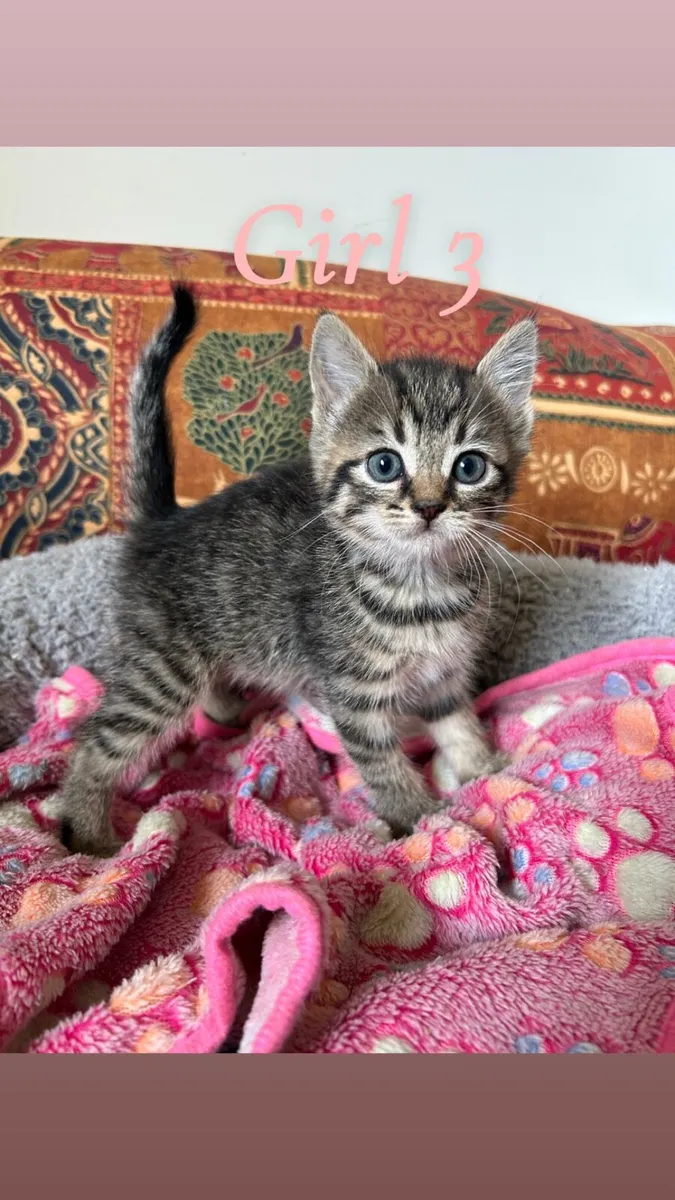 Kittens for sale - Image 1