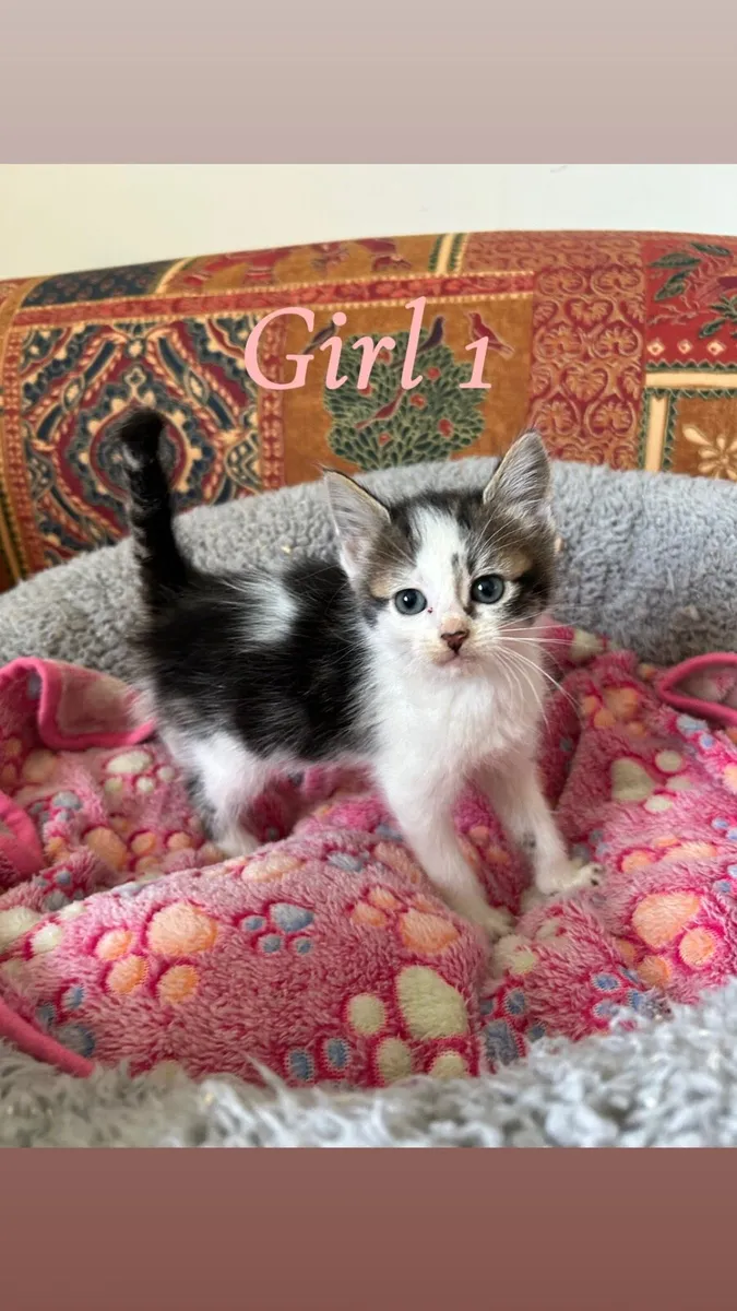 Kittens for sale - Image 2