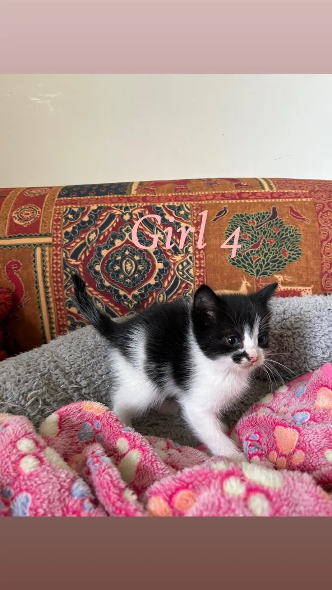 Kittens for sale - Image 4