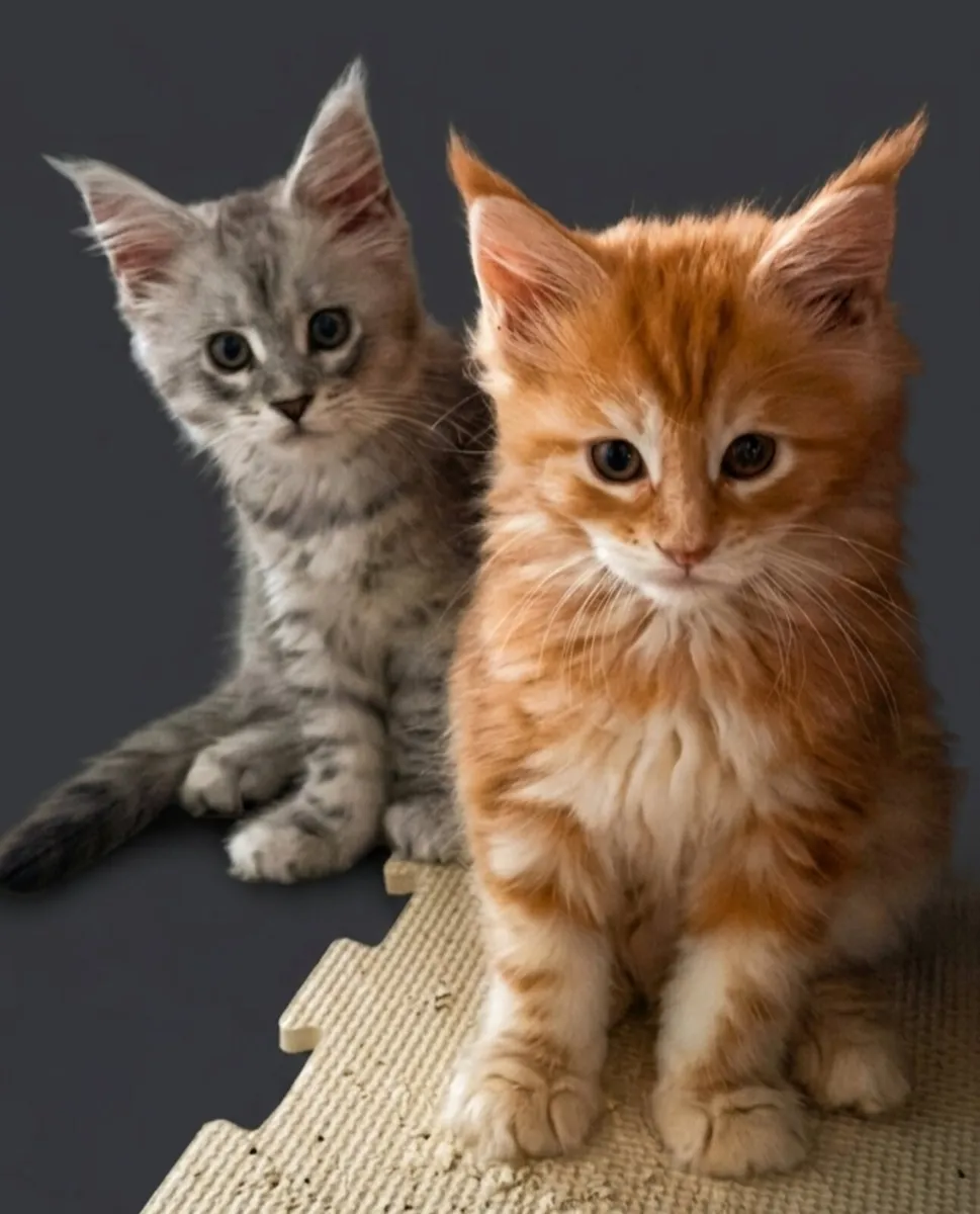 Maine Coon Kittens - Image 3