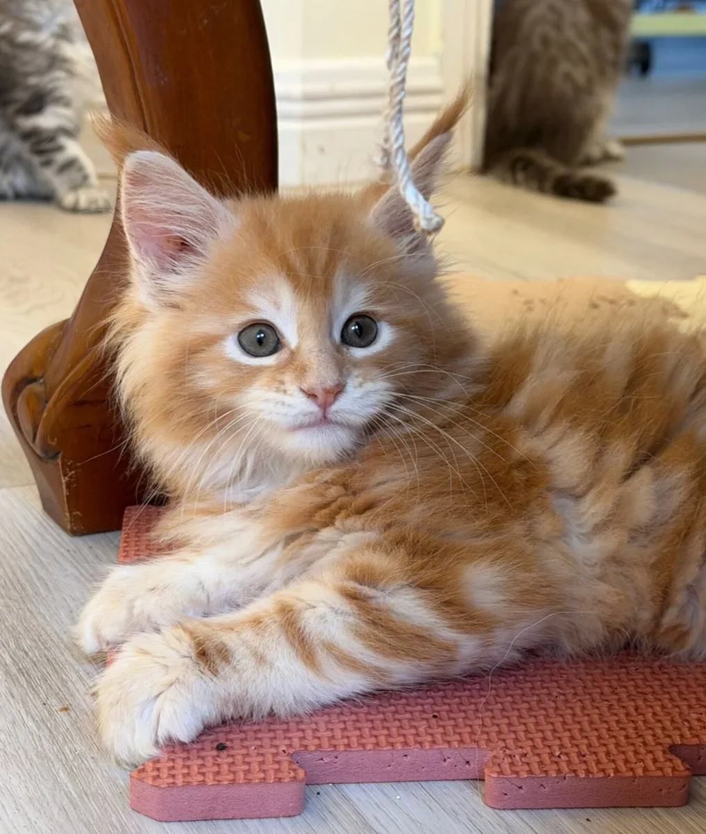 Maine Coon Kittens - Image 4