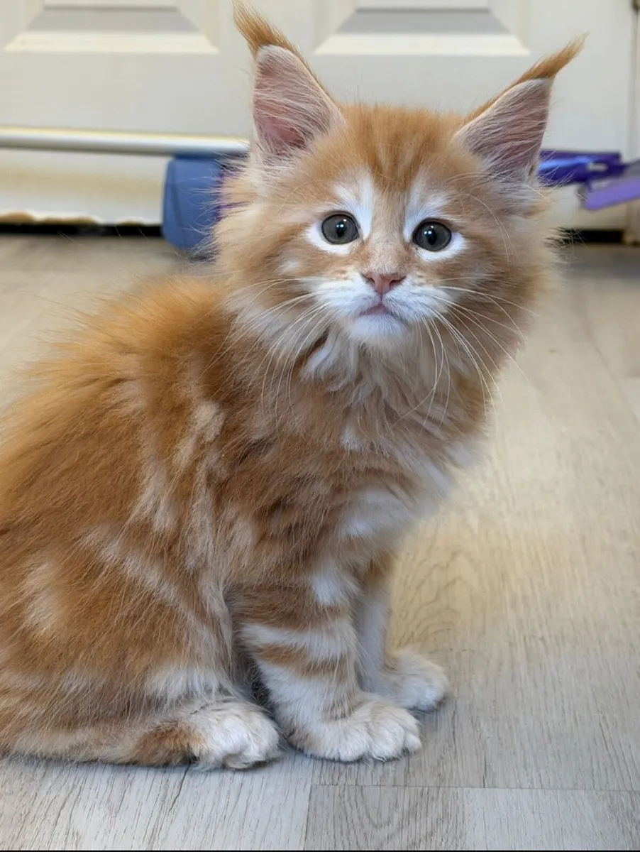 Maine Coon Kittens - Image 2