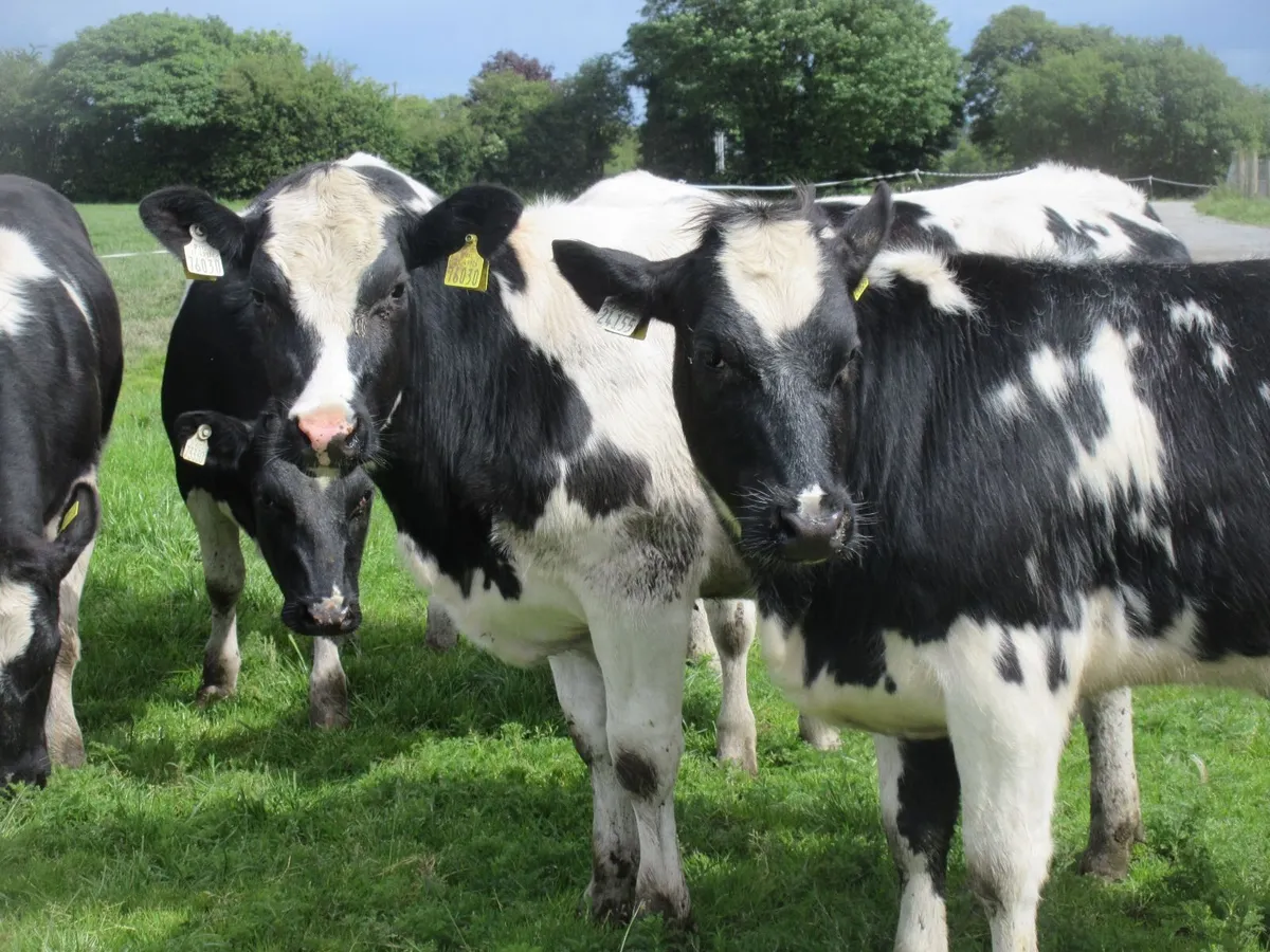5  belgian blue heifers - Image 4