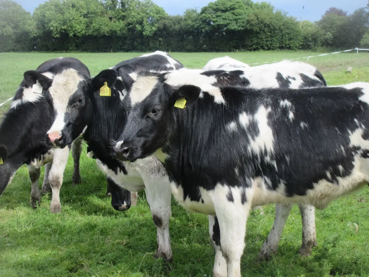 5  belgian blue heifers - Image 2
