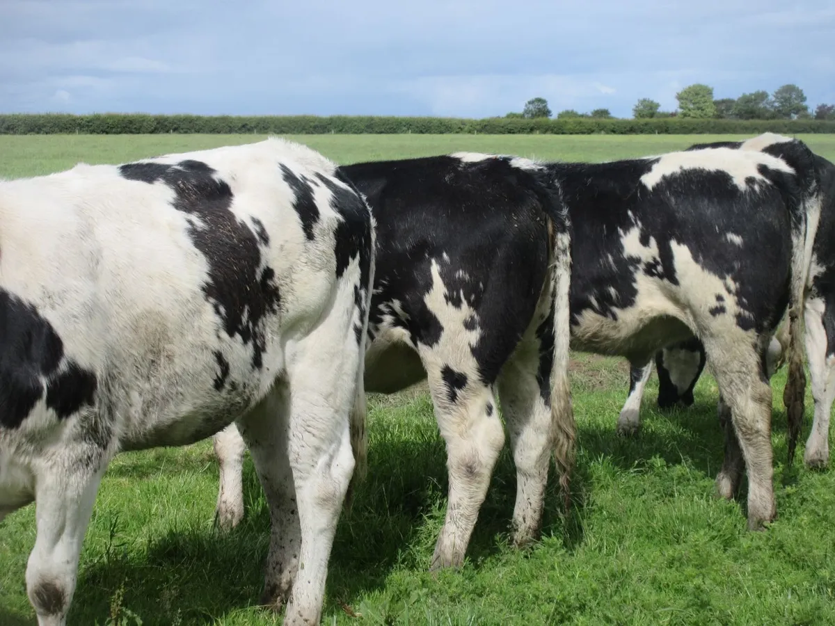 5  belgian blue heifers - Image 3