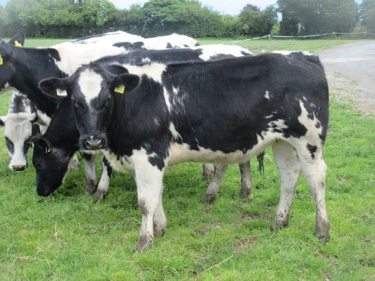5  belgian blue heifers - Image 1