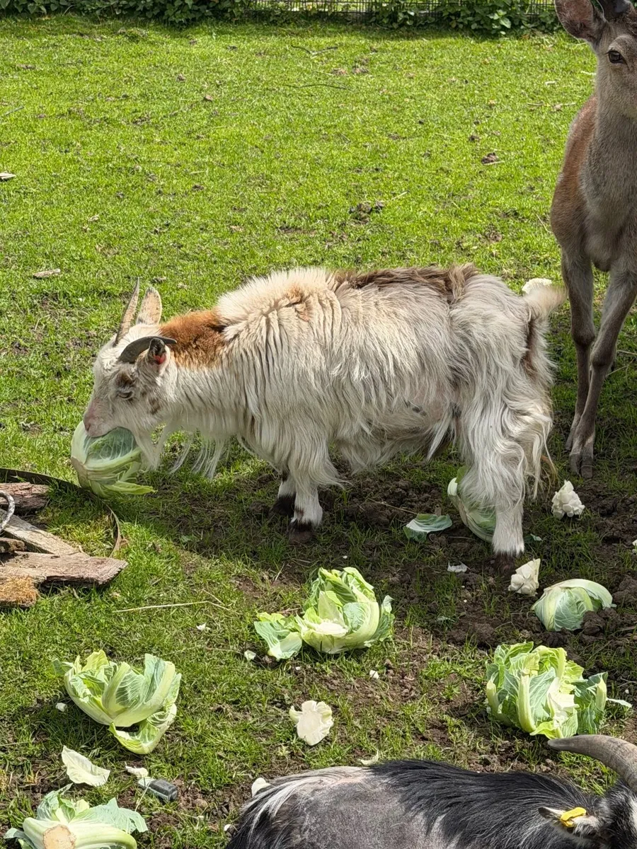 goat - Image 1
