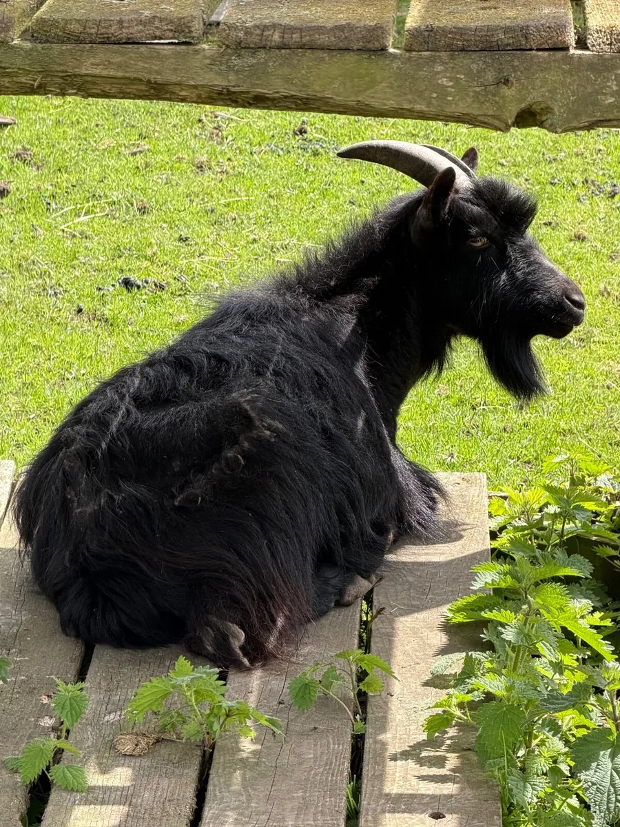 goat - Image 3
