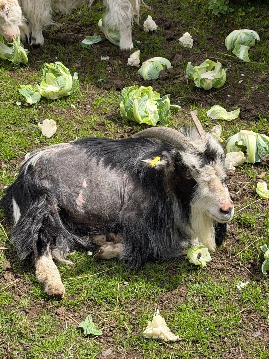 goat - Image 2