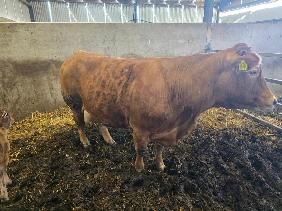 Foster suckler bred calf - Image 2