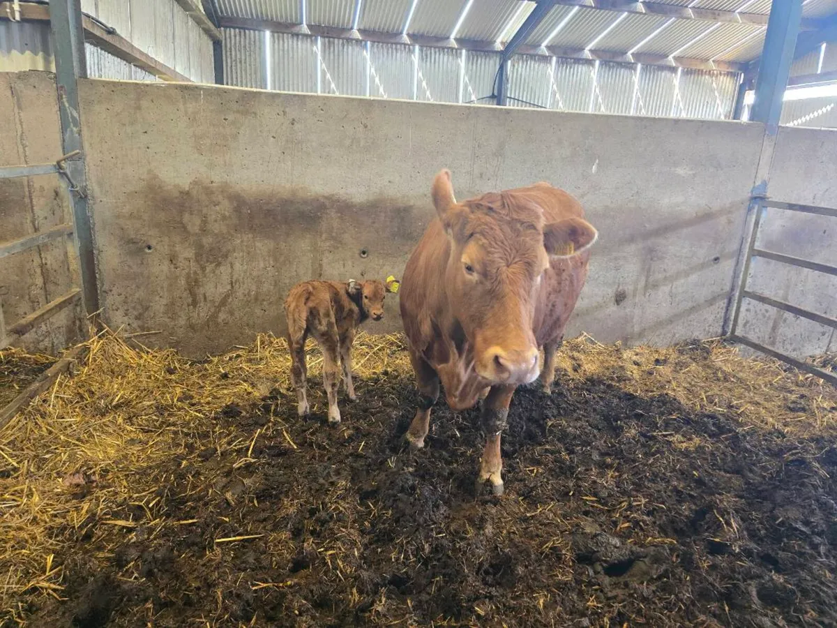 Foster suckler bred calf - Image 3