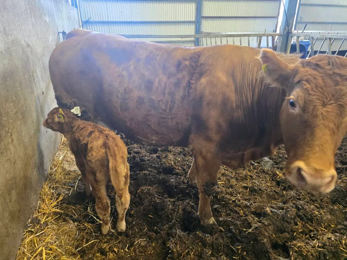 Foster suckler bred calf - Image 4
