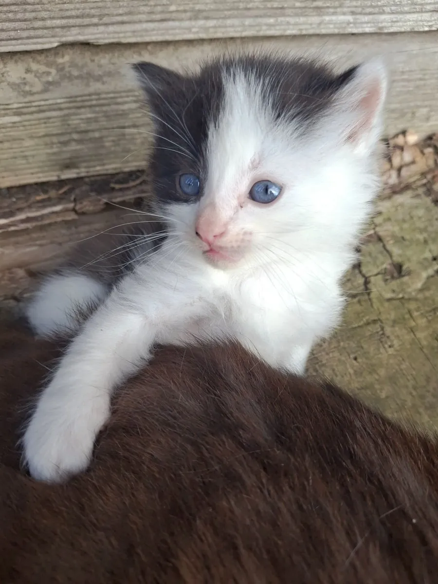 Kittens - Image 1