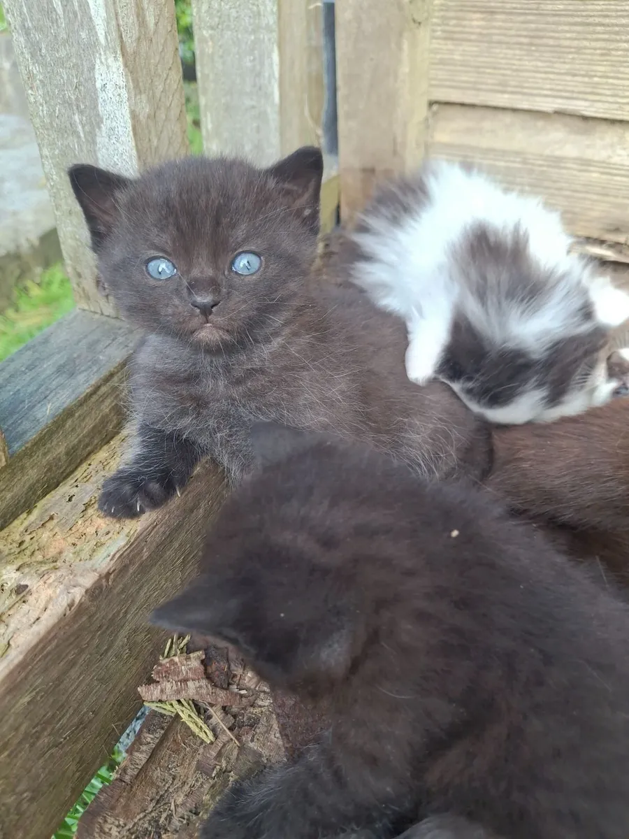 Kittens - Image 4
