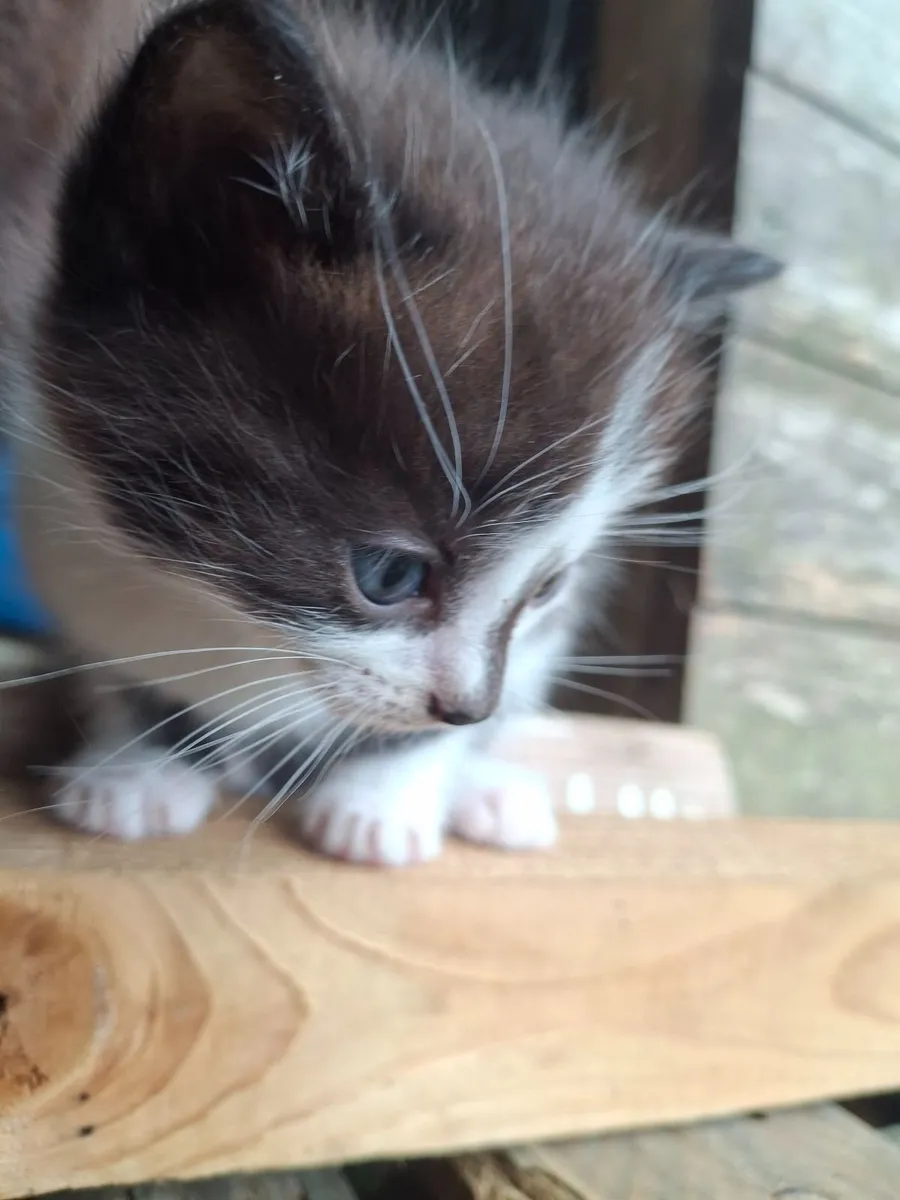 Kittens - Image 2