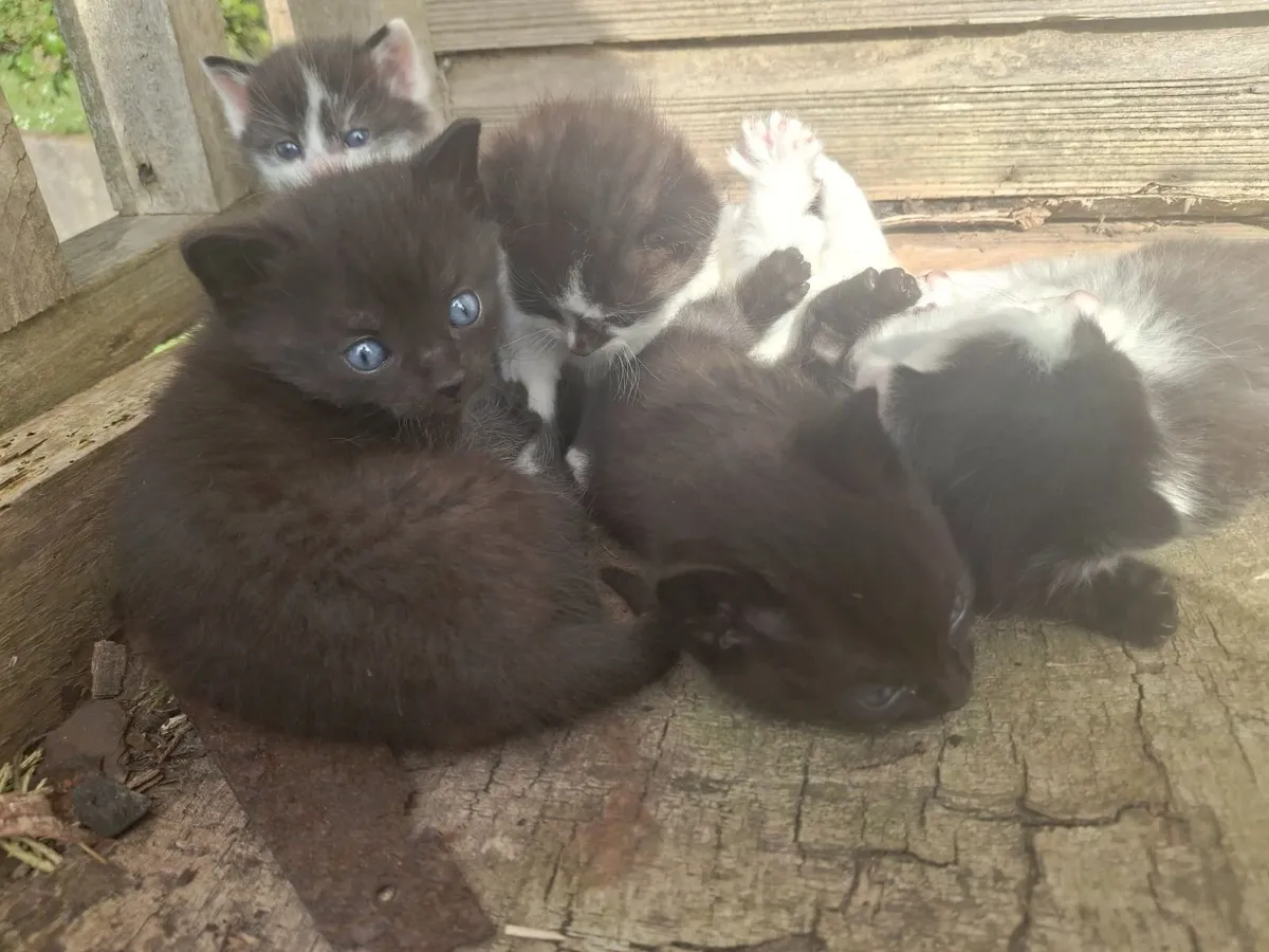 Kittens - Image 3