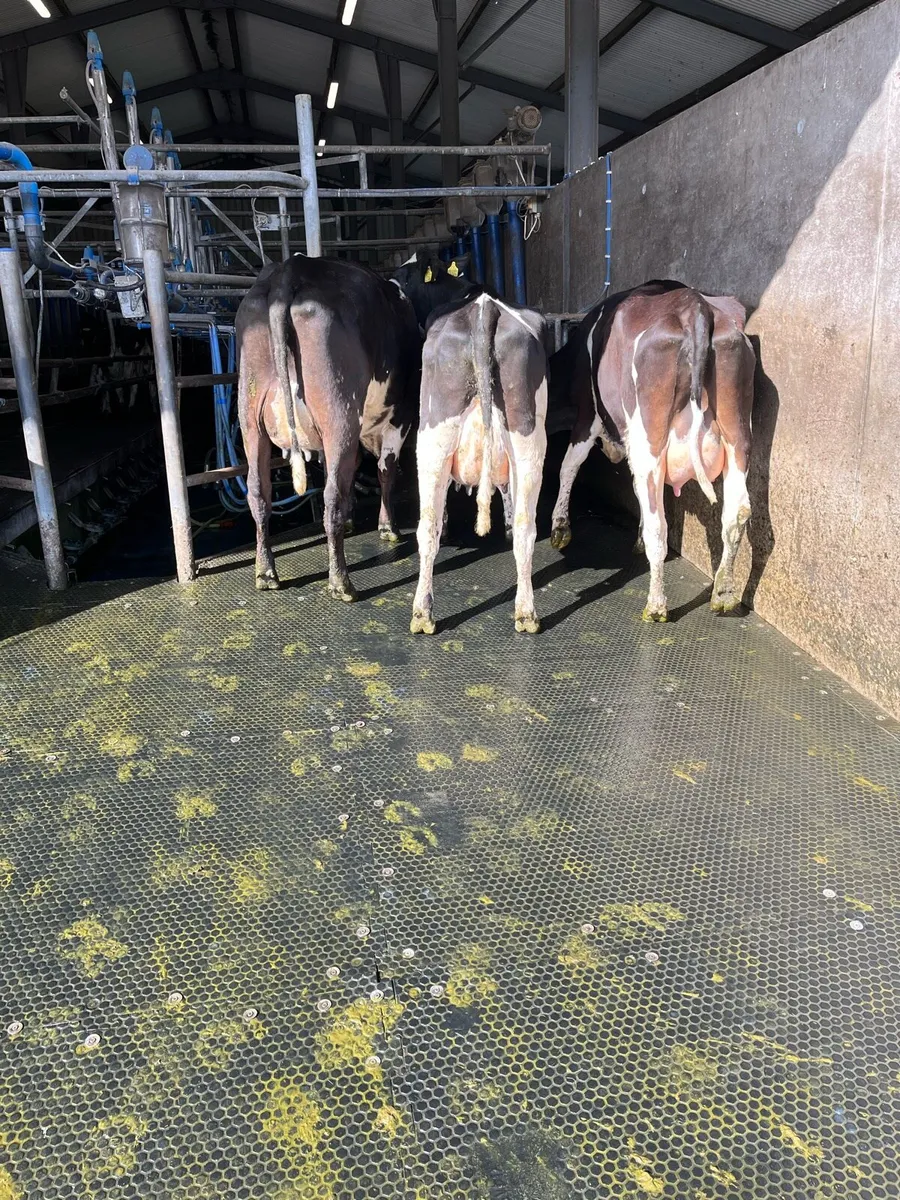 Freshly calved heifers - Image 1