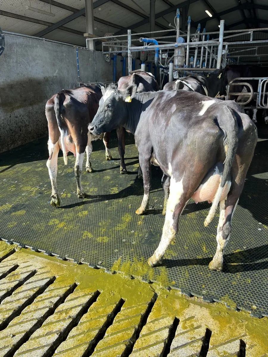 Freshly calved heifers - Image 2