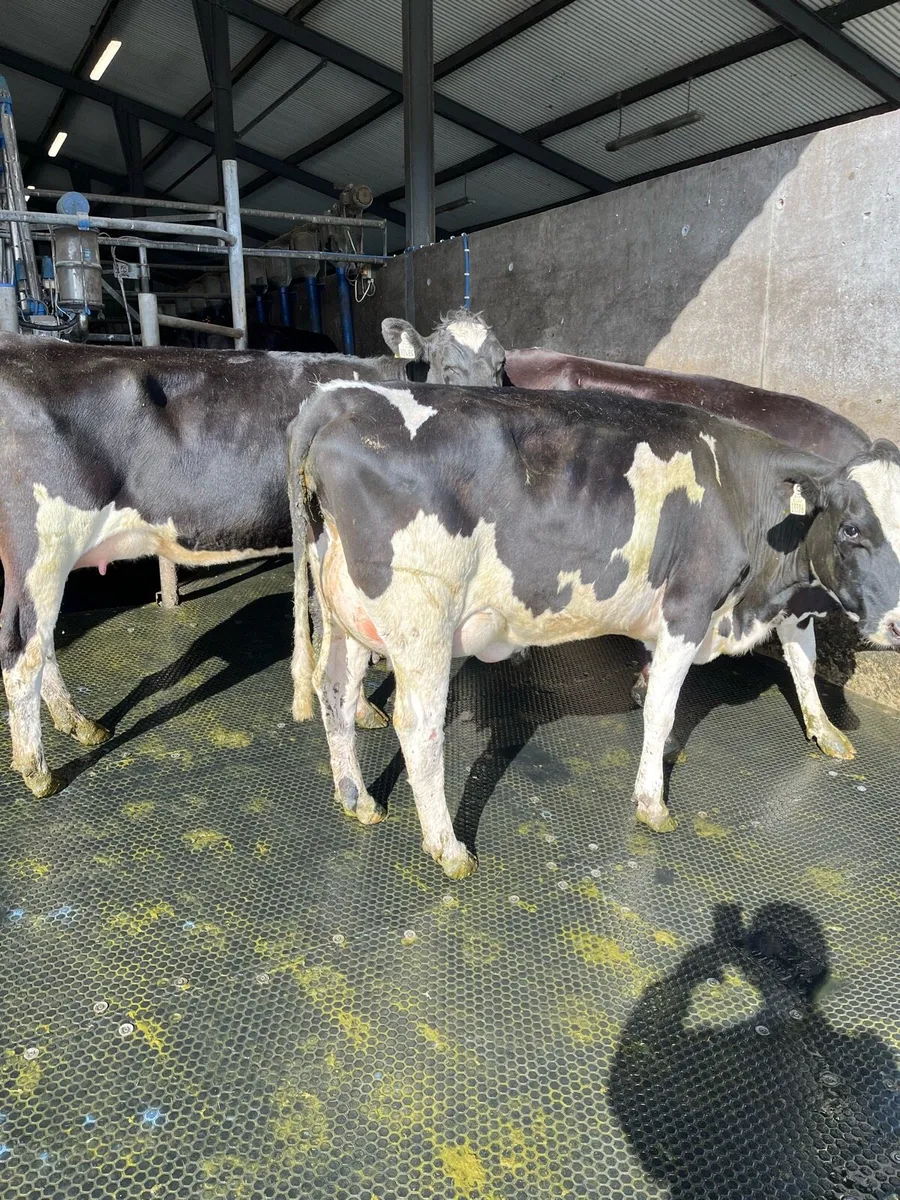 Freshly calved heifers - Image 3