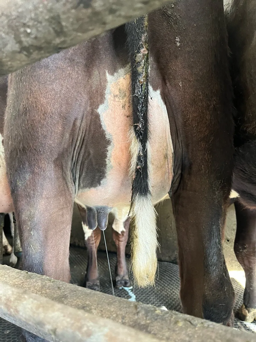 Freshly calved heifers - Image 4