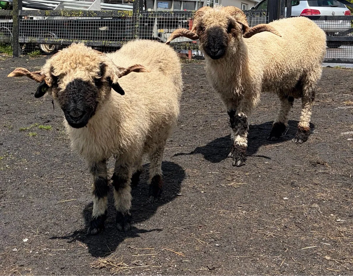 Valais Blacknose pedigree ewe and ram - Image 1