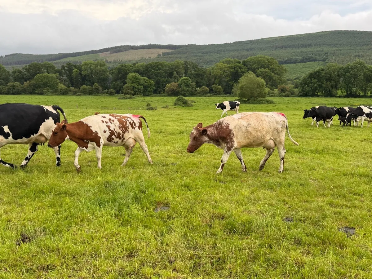 Shorthorn cows - Image 3