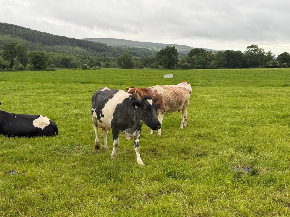 Shorthorn cows - Image 4