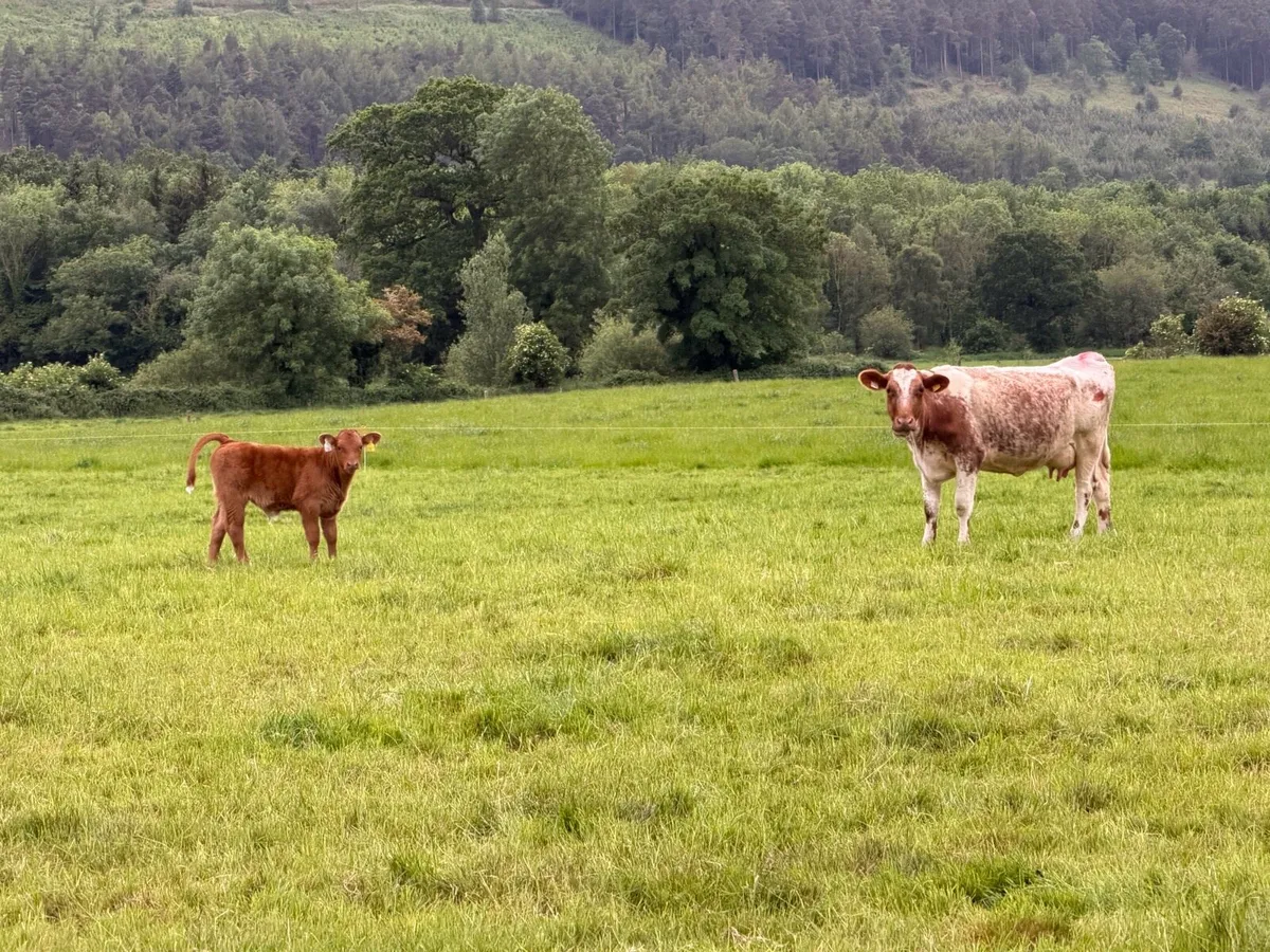 Shorthorn cows - Image 2