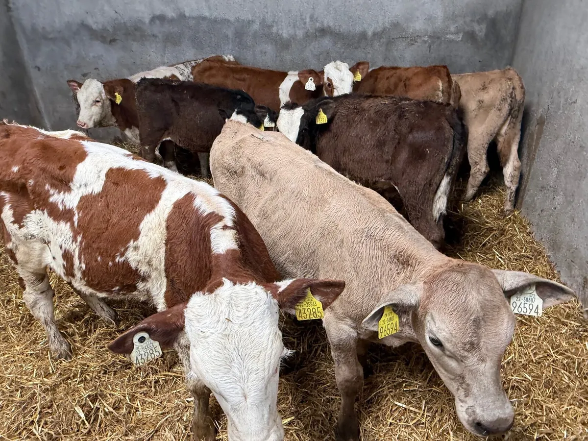 8 SIMMENTAL BULL WEANLINGS - Image 2