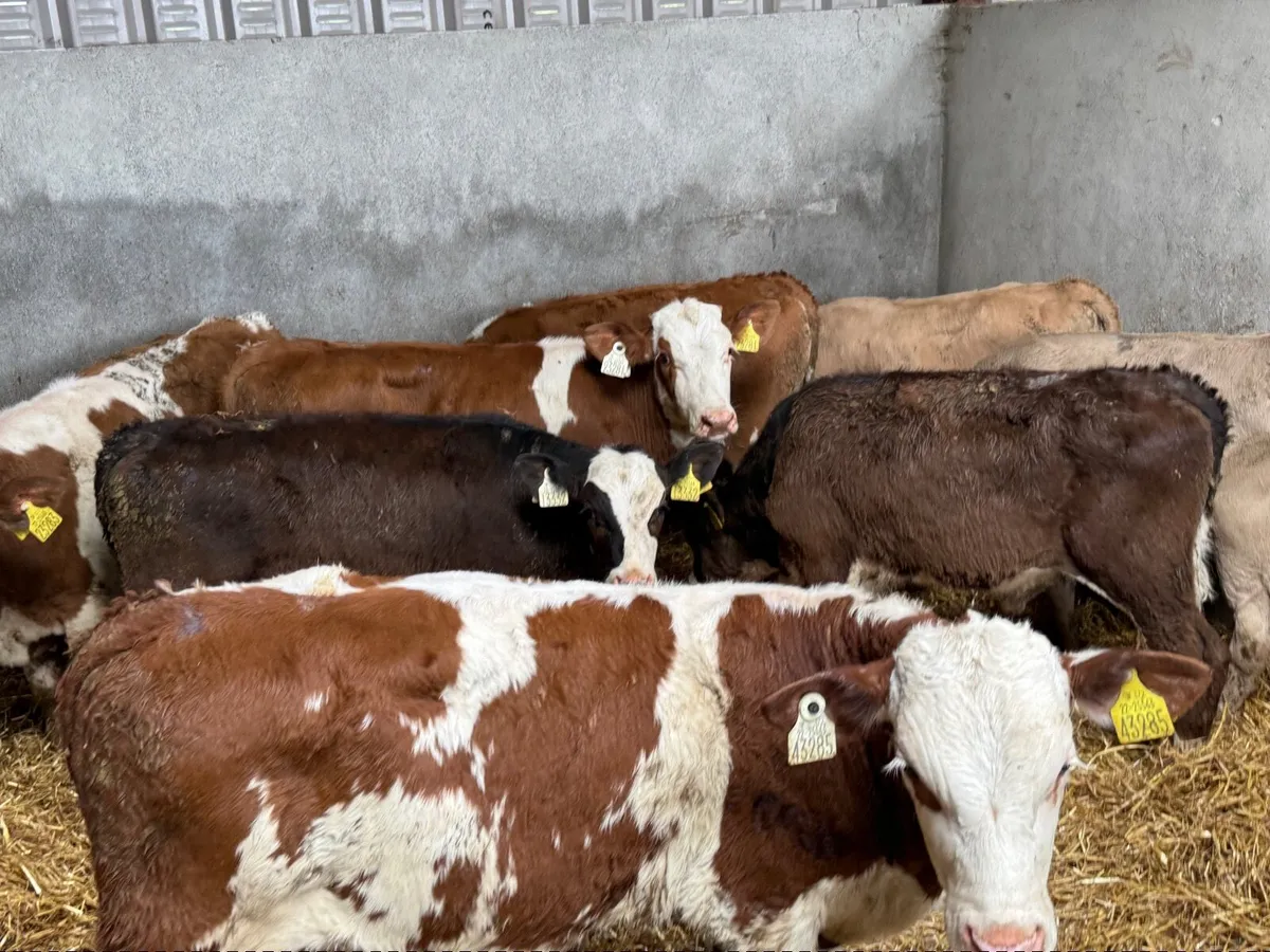 8 SIMMENTAL BULL WEANLINGS - Image 3