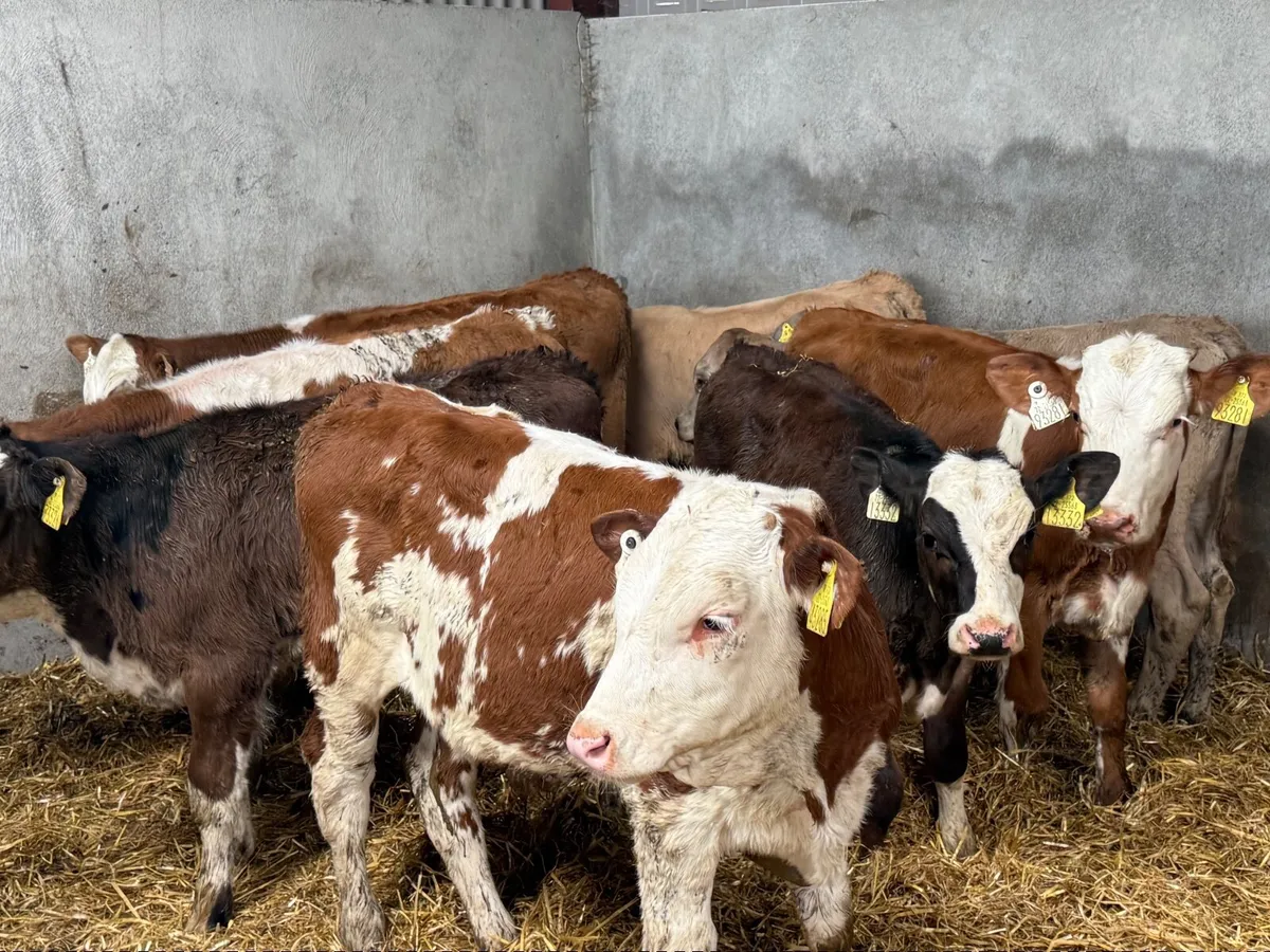 8 SIMMENTAL BULL WEANLINGS - Image 4