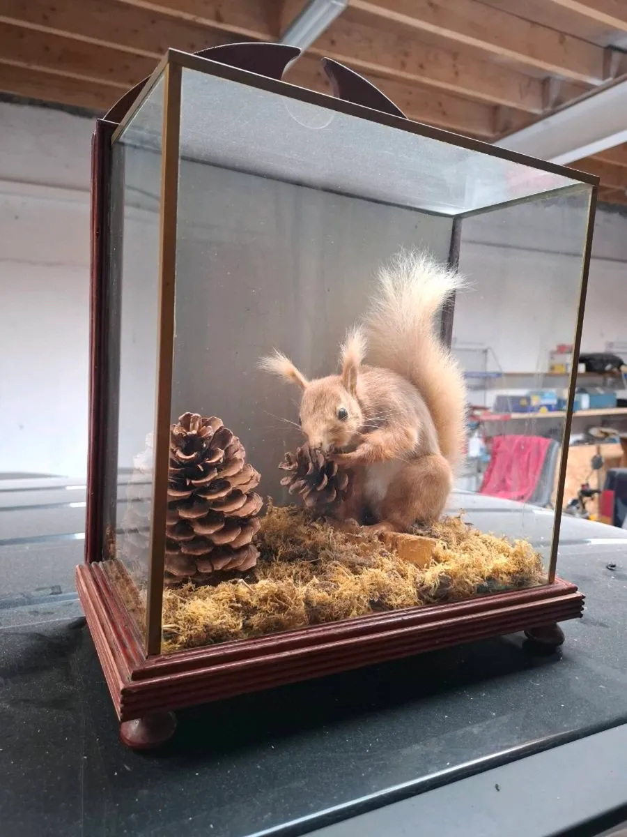 Squirrel - Image 1