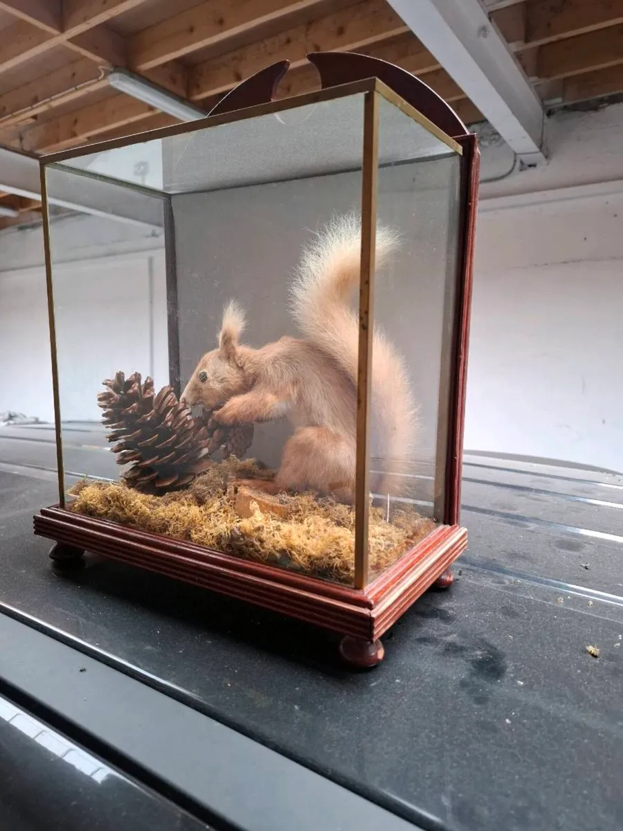 Squirrel - Image 2