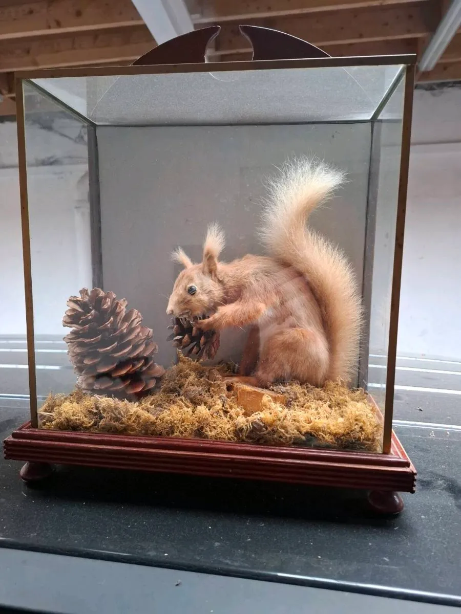 Squirrel - Image 3