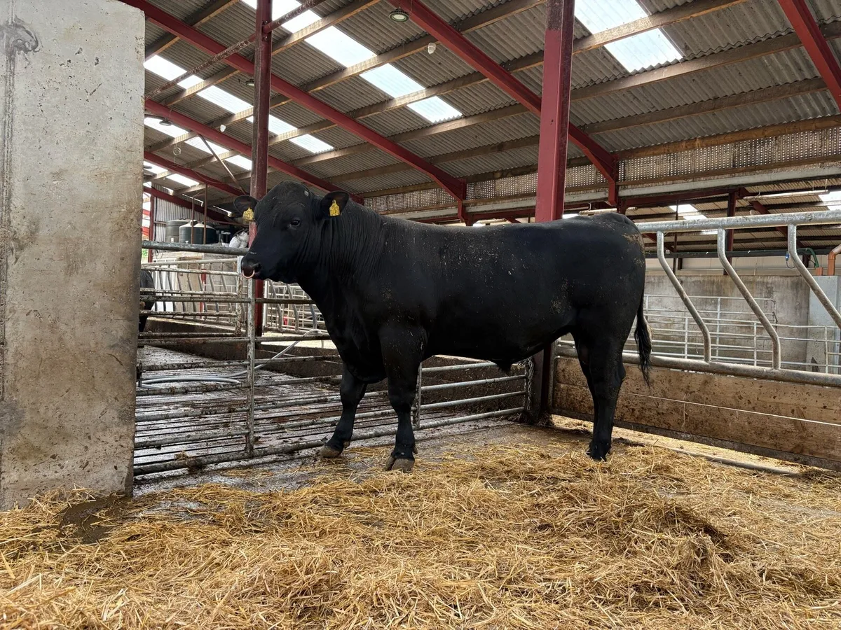 Aberdeen Angus bulls for sale - Image 2