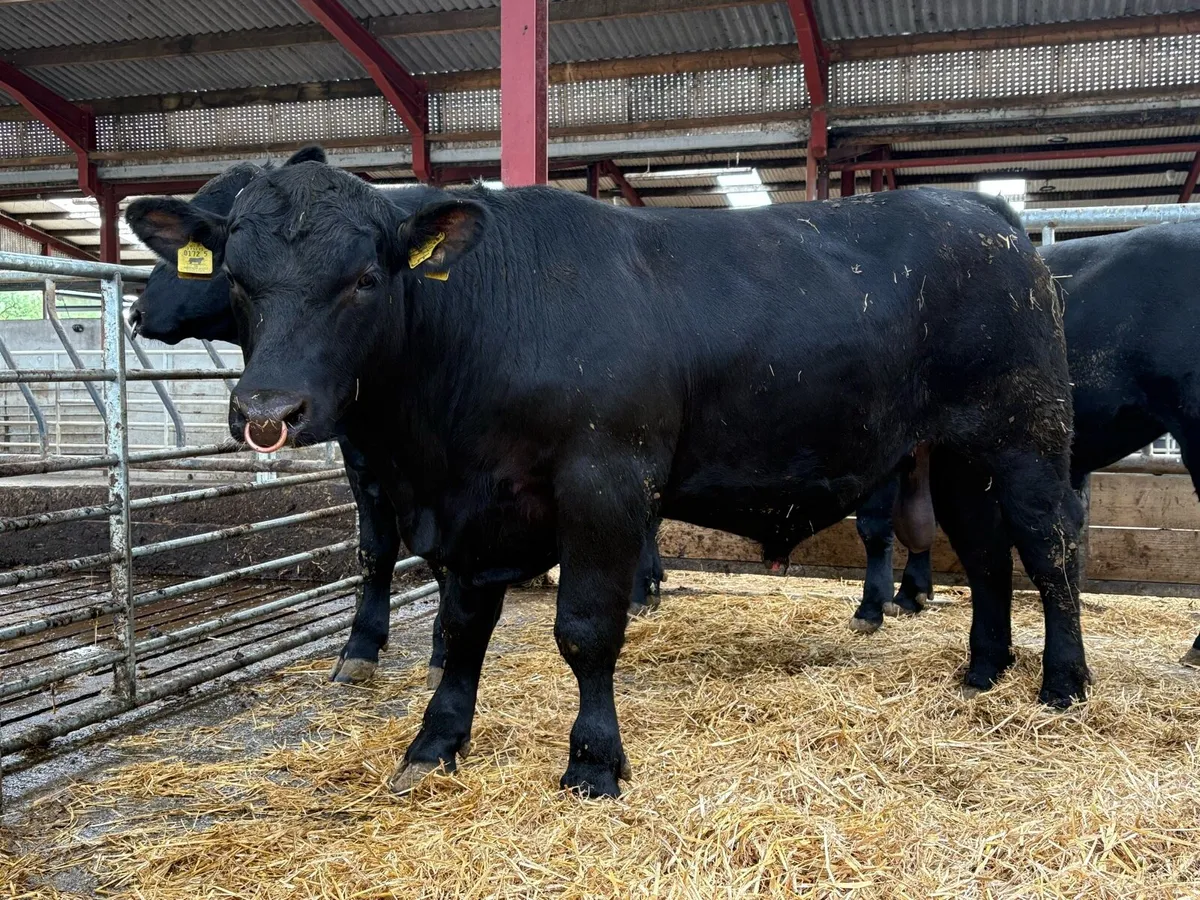 Aberdeen Angus bulls for sale - Image 3
