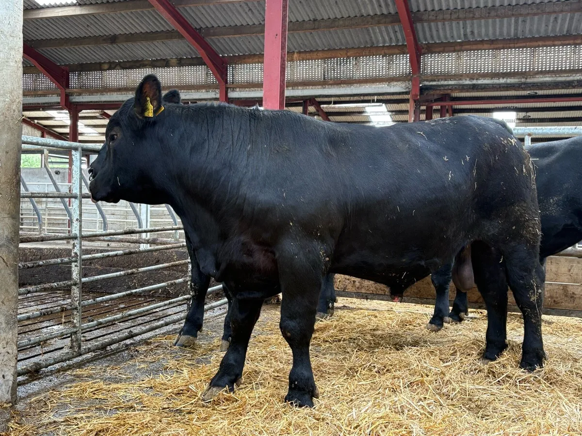 Aberdeen Angus bulls for sale - Image 4