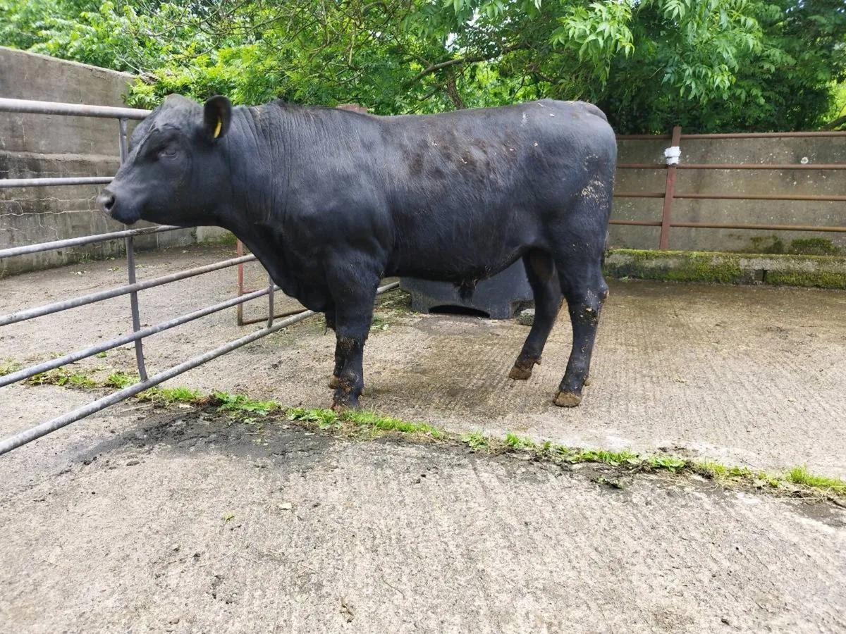 Pedigree Angus bulls - Image 4