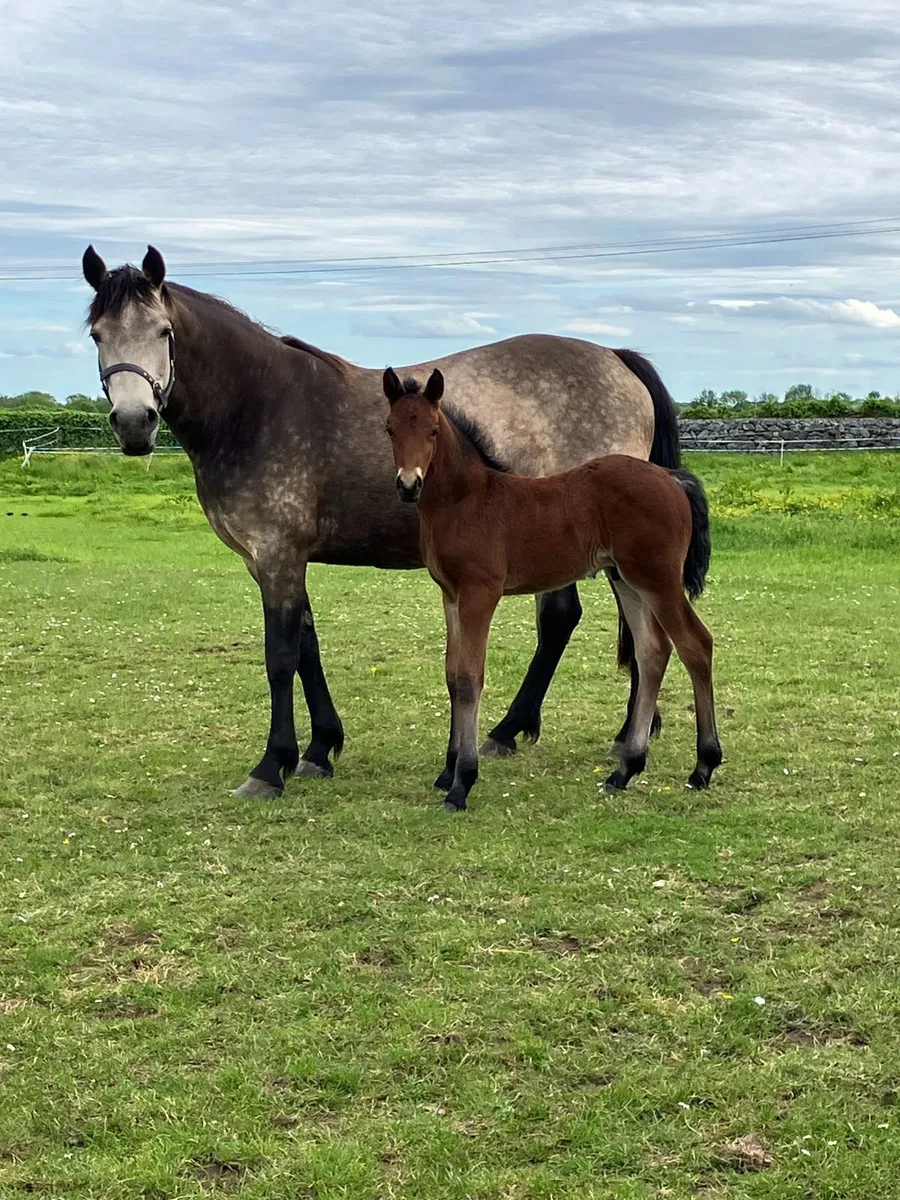In Foal Dun Connemara Mare and Bay Colt foal - Image 1