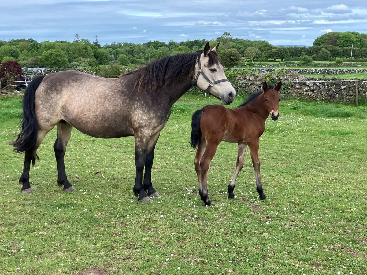 In Foal Dun Connemara Mare and Bay Colt foal - Image 2