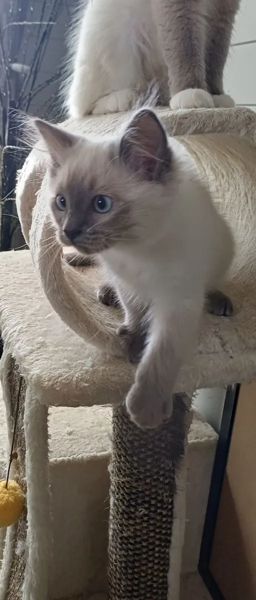Ragdoll kittens. 2 left - Image 1
